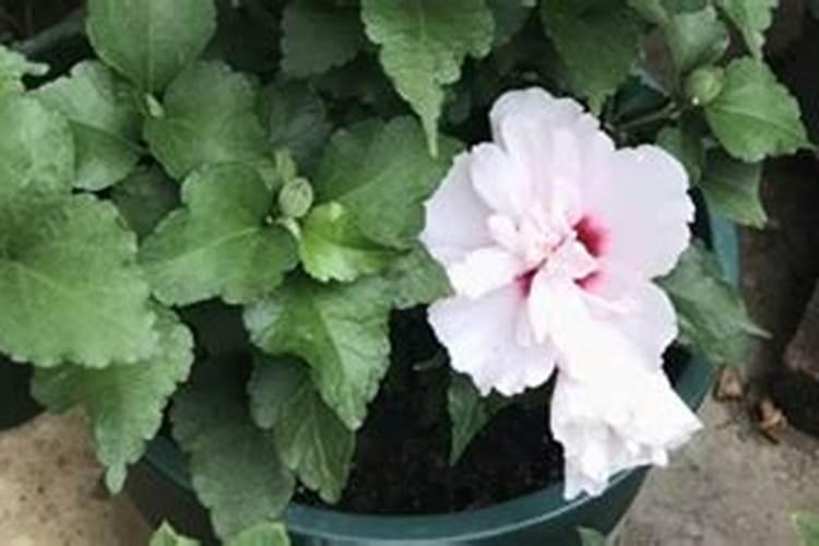 怎样使朱顶红提前开花