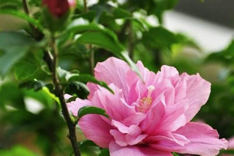 木槿花施什么肥最好