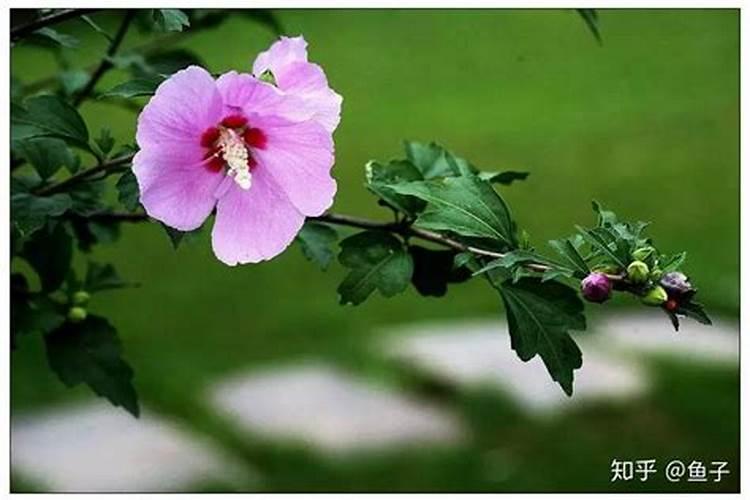 木槿花浇什么肥料合适