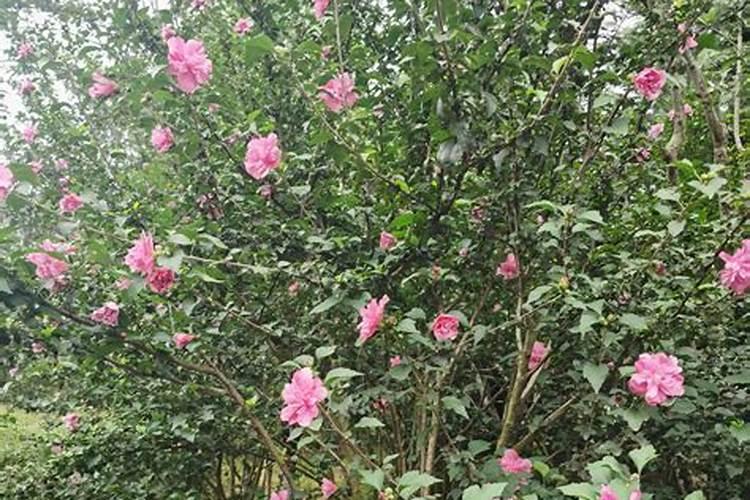 木槿花需要什么肥料