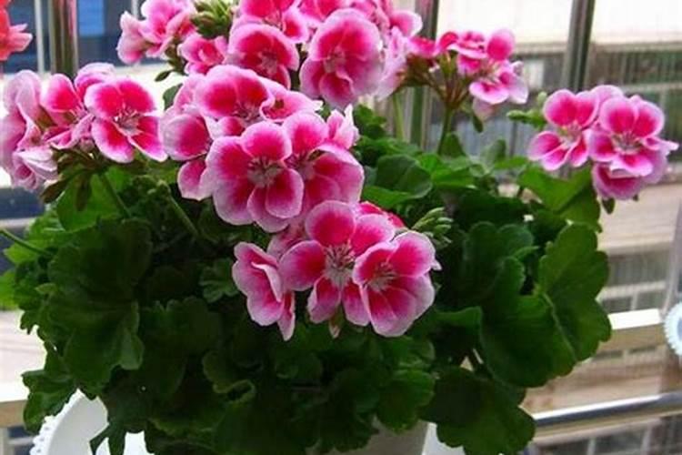 葡萄膨果期用什么肥料