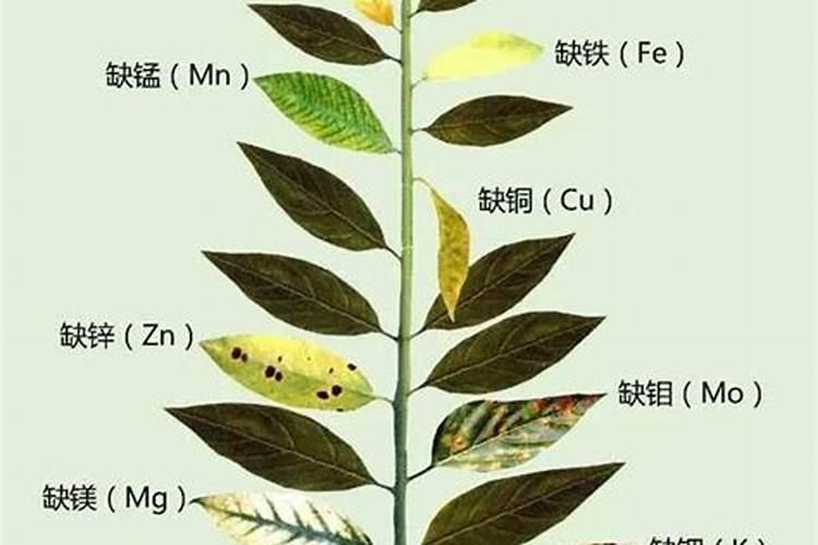植物生长必需的金属元素是什么