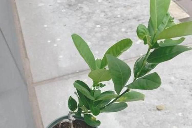 香水柠檬种植 香水柠檬种植方法