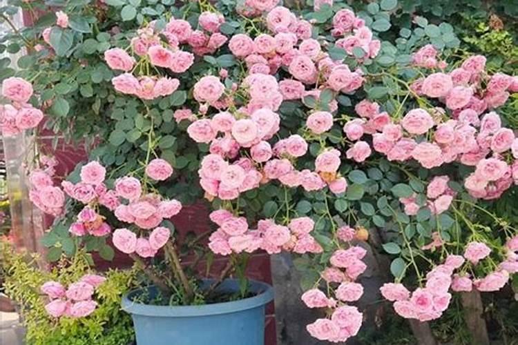 怎样用磷酸二氢钾给花施肥