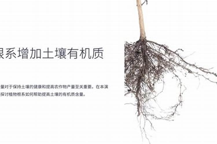 覆盆子可以盆栽吗(覆盆子能插活吗)