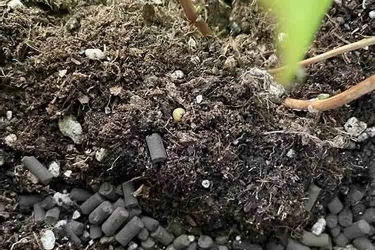 磷肥对植物的作用与功效