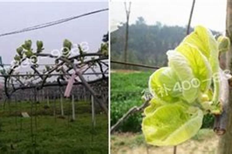猕猴桃的种植技术 猕猴桃应该怎么施肥