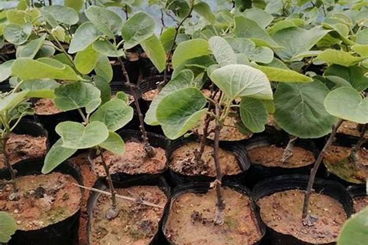 井岗霉素 阿维菌素 农抗120 赤霉素的使用方法和注意事项