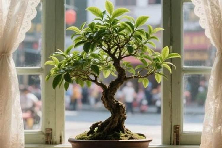 豆饼肥料的使用方法