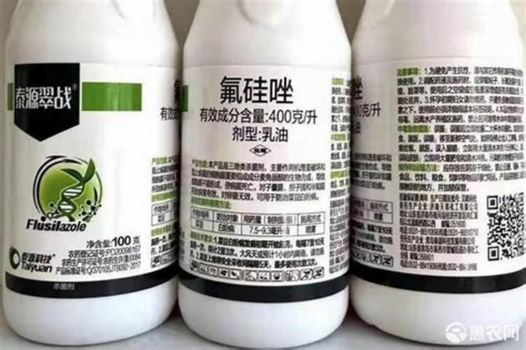 请问这个是黑斑病吗,新叶一直长,下面的药打了还一直有黑斑