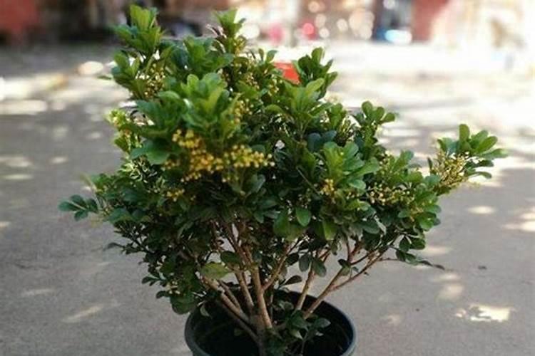 米兰花花期怎么施肥