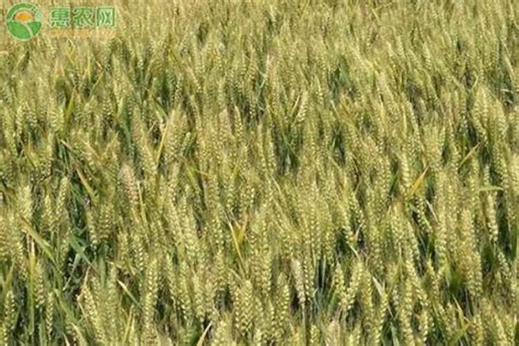 小麦拔节期打什么叶面肥最好