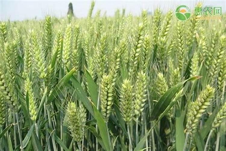 小麦喜迎丰收年!4亩地卖8143元,除去种植成本,净利润有多少？百度...