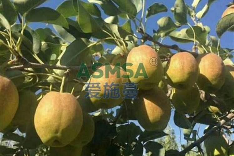 水溶肥施肥施用技巧？