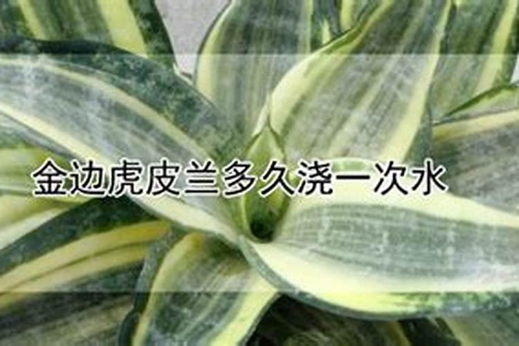 寒兰什么时候开花