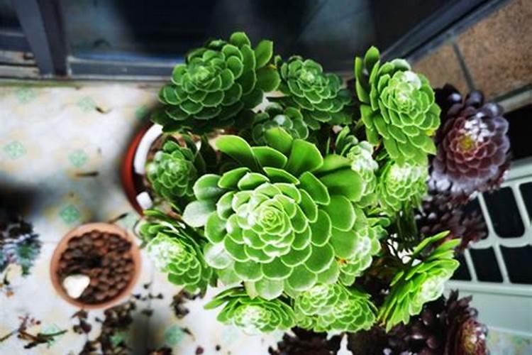二胺是什么肥料