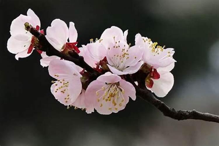 芸苔素使用禁忌有哪些 芸苔素有什么作用