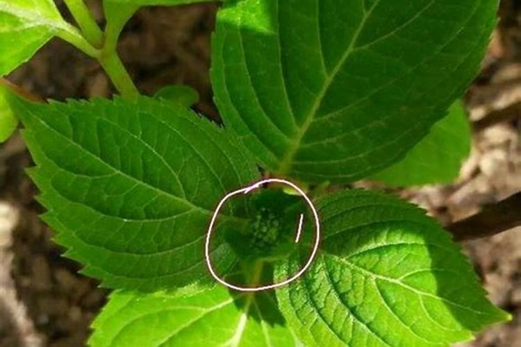 芸苔素的作用和使用方法