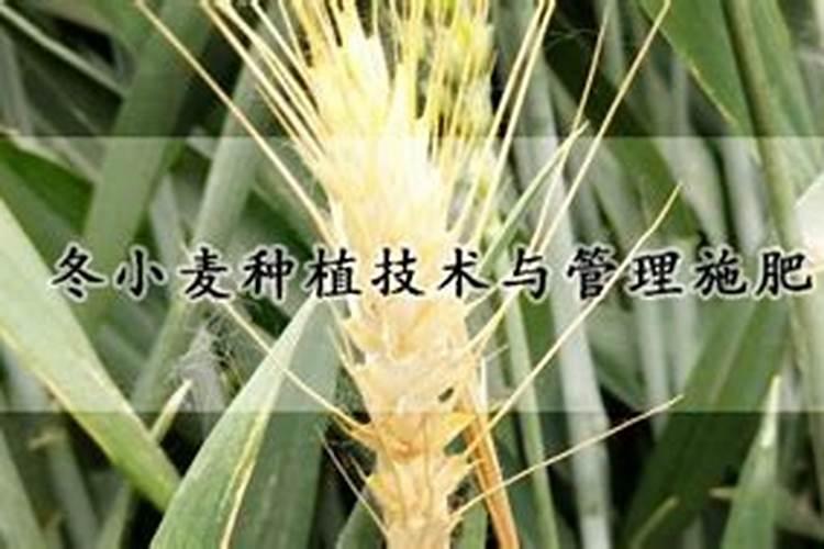 腐殖酸肥料的效果是什么？应该如何使用？