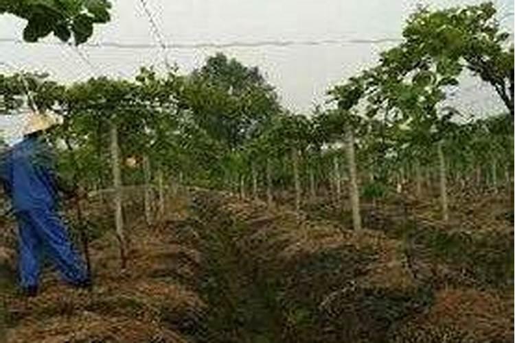 对枣树施肥离树根多远最好