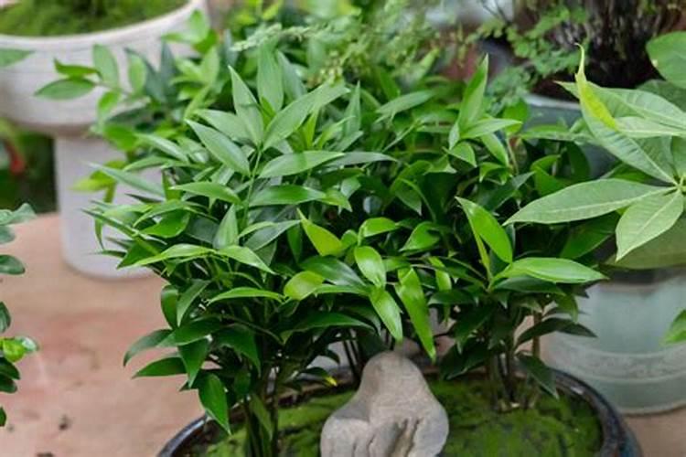 适合旱地种植的是什么中药材