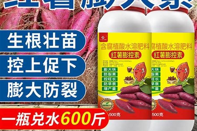 地瓜什么样的甜