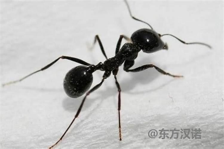 什么是硼砂,用途是什么？