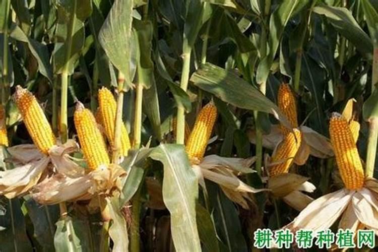 控释肥一次给多少