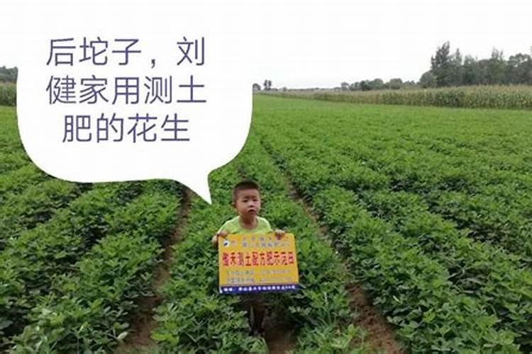 怎样给月季花上花肥