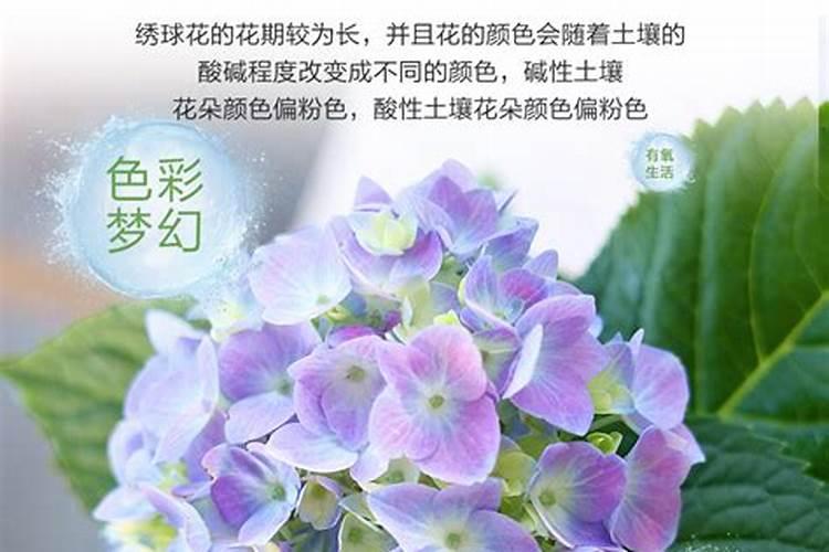 请问:绣球无尽夏是在几月开花？
