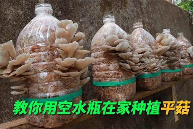 平菇的栽培技术