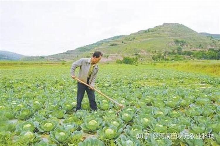 冲施肥与复合肥有什么区别