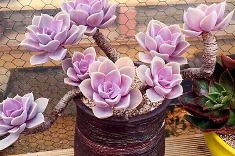 植物叶子油亮用什么肥(叶子油光发亮)