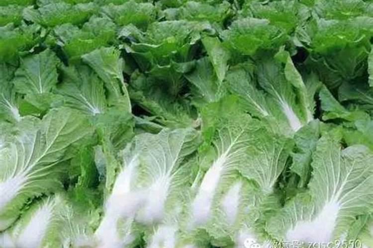 葡萄发芽肥主要施什么肥料
