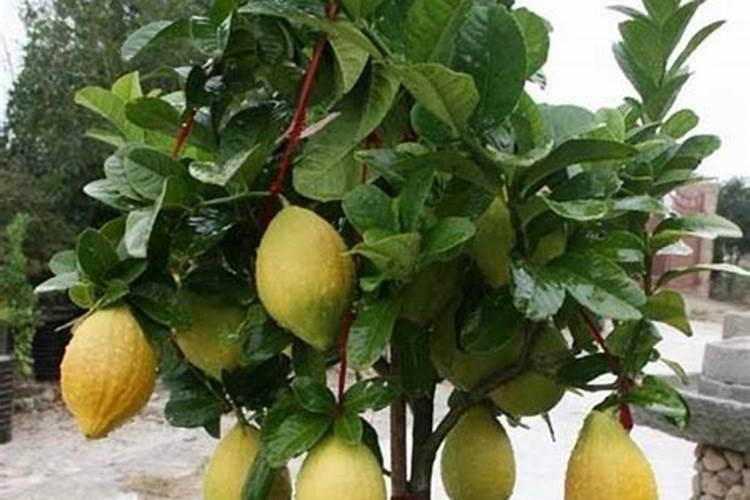 种植四季豆提高产量的施肥技巧有哪些四季豆应该怎么养殖