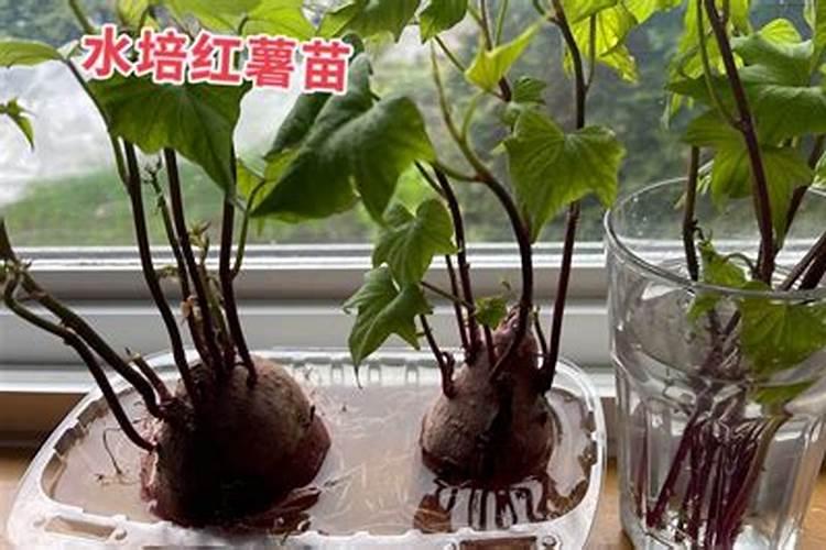 协鑫光伏怎么样？