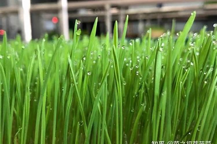 葡萄膨大期,追什么肥比较好呢？怎样追肥？