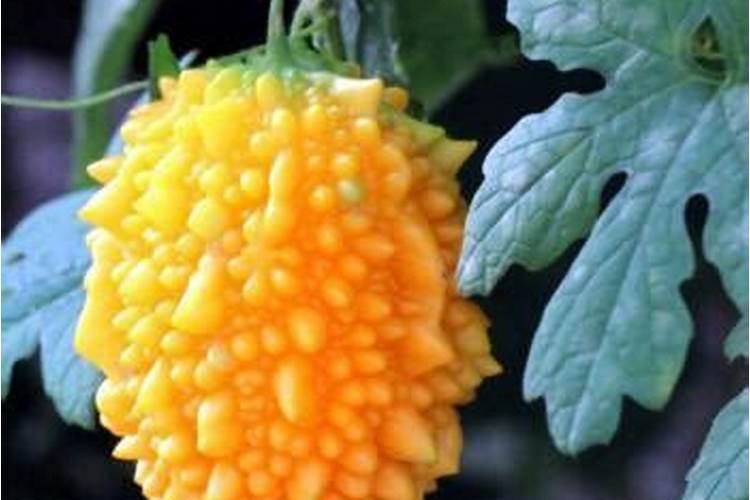 苦瓜种子要如何催芽苦瓜催芽后怎么播种
