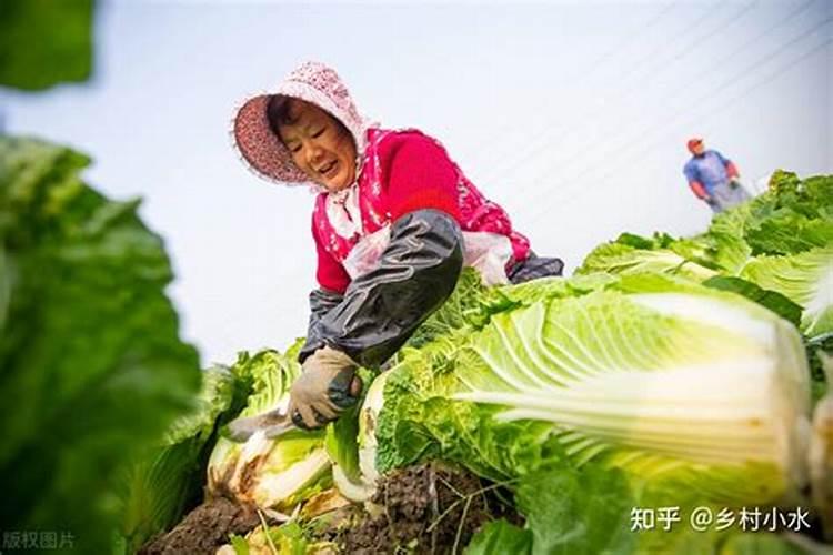 西瓜施什么肥料最好