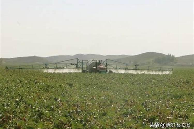 辣椒什么时候追肥合适