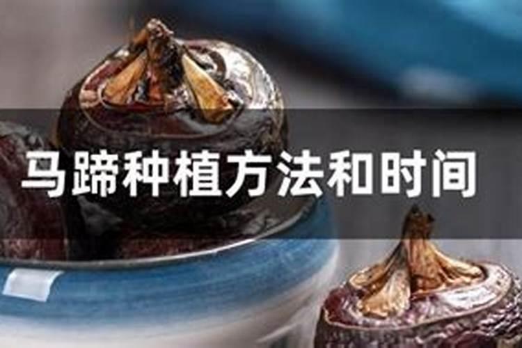 马蹄莲怎么施肥