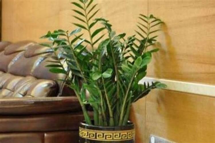 金钱树种植方法