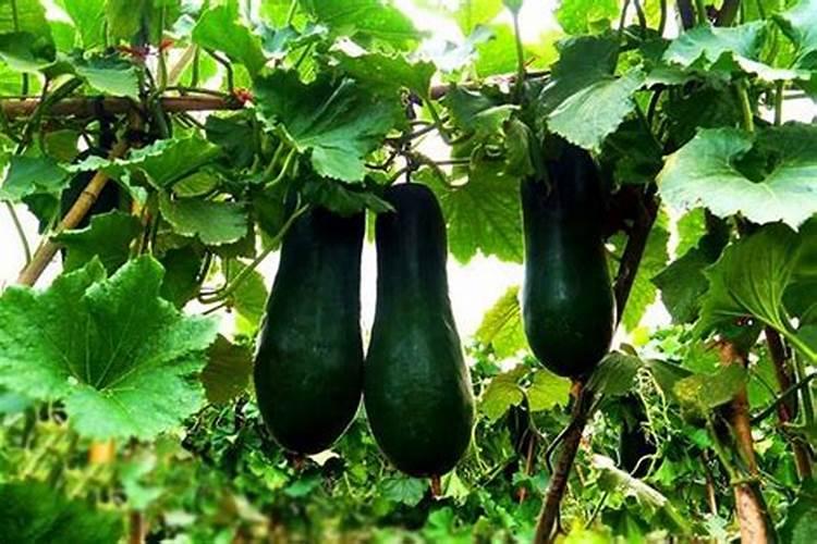 冬瓜生长期间需要多少肥料呢？如何合理的给冬瓜施肥呢？