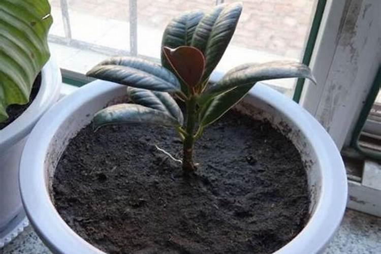 橡皮树的养殖方法