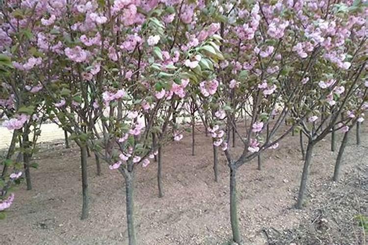 怎样给樱花树施肥