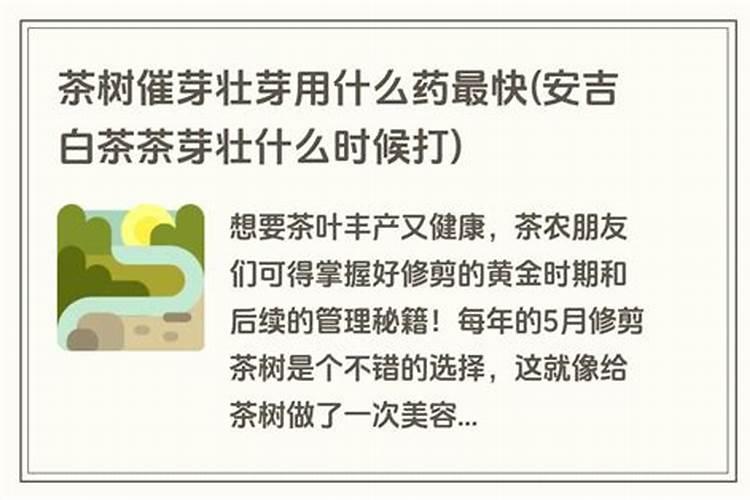 茶叶用什么肥料好