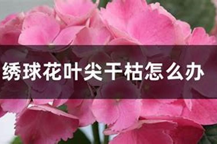 为什么我养的绣球花越来越完蛋,干吧叶子？