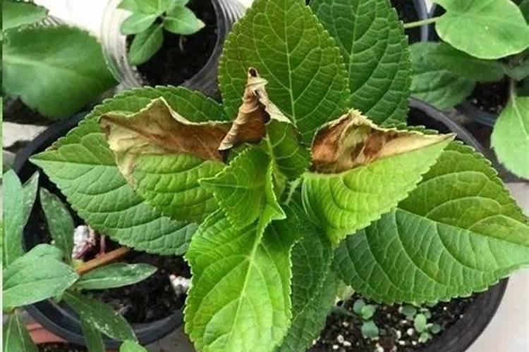 绣球花叶片边缘干枯发黄