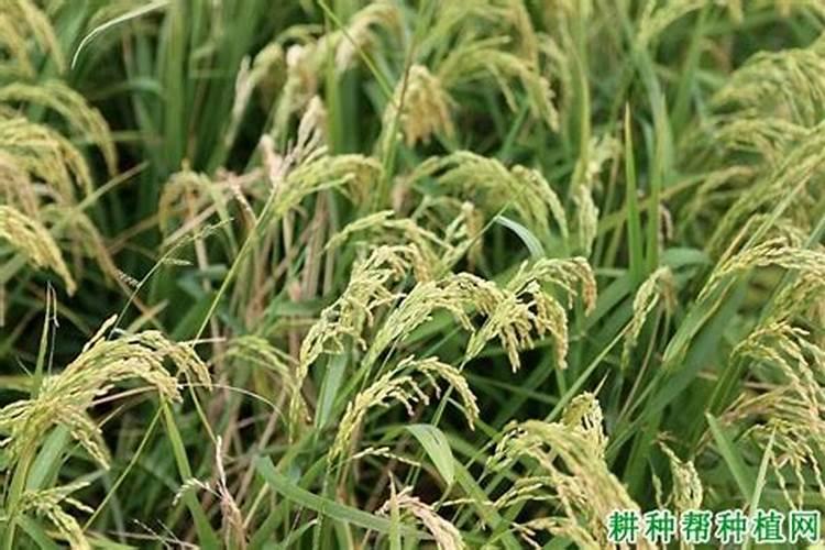 水稻为什么会“贪青”或“早衰”？