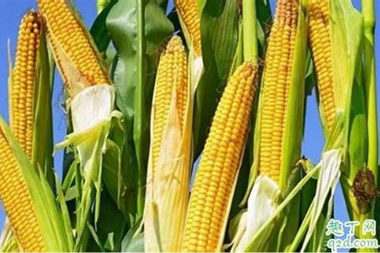 玉米追肥用什么肥料好